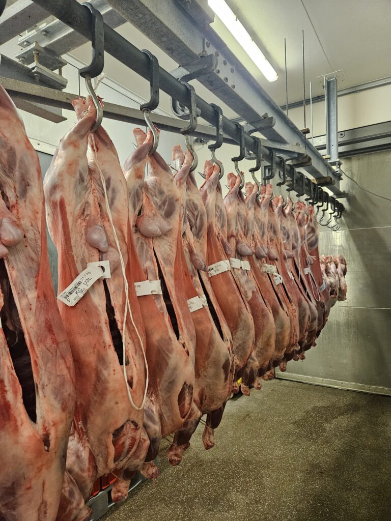 Hele halal lammeren gekoeld aan het rek: vlees voor grote groepen bij Slagerij Metin in Rotterdam